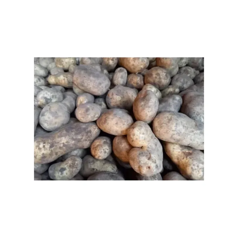BINTJE POMME DE TERRE 10KG